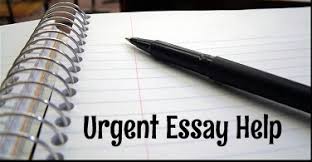 Essay Writer